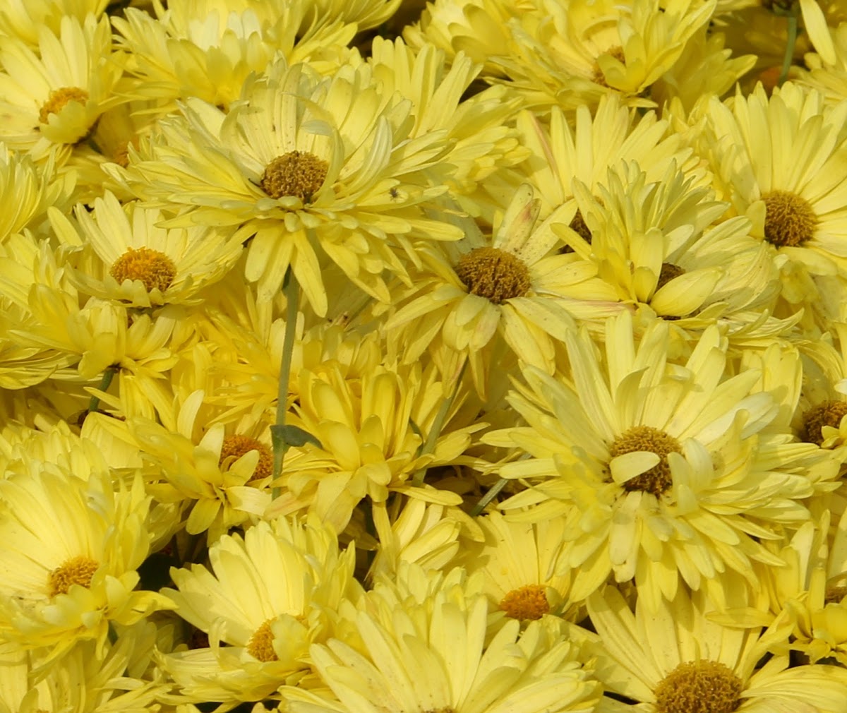 Chrysanth