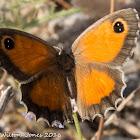 Southern Gatekeeper