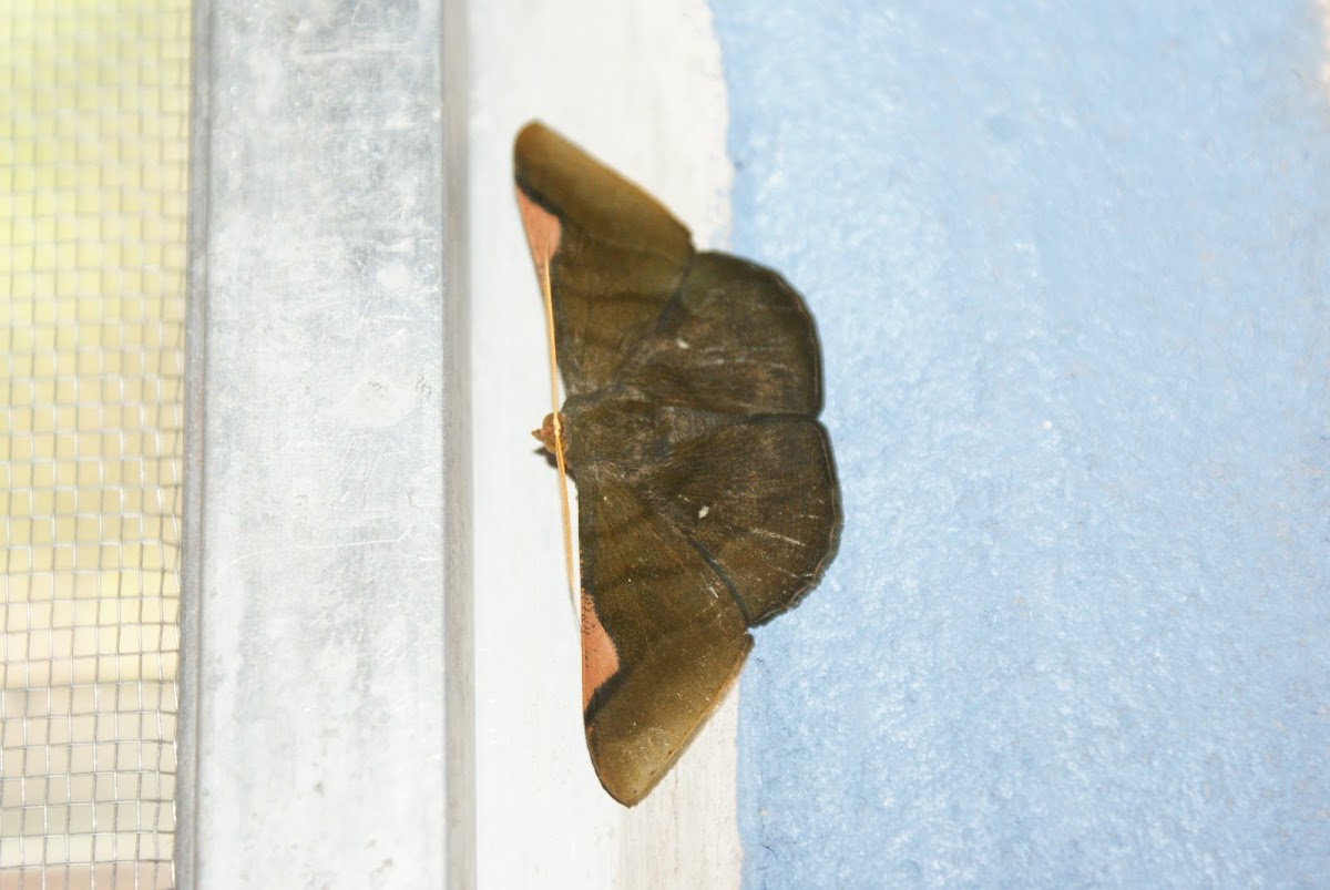 Hübner's Olive Moth / Polilla Oliva