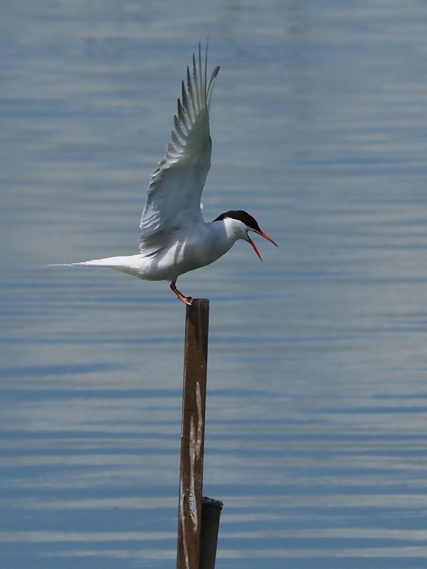 Charrán común (Common tern)