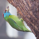 Blue-throated Barbet