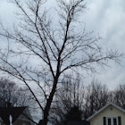 Sugar Maple