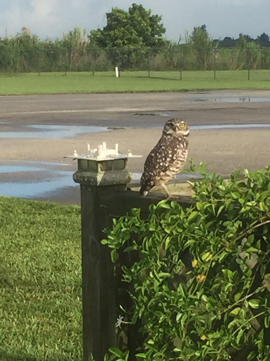 Burrowing Owl