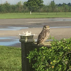 Burrowing Owl