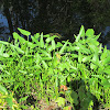 Pickerel Weed