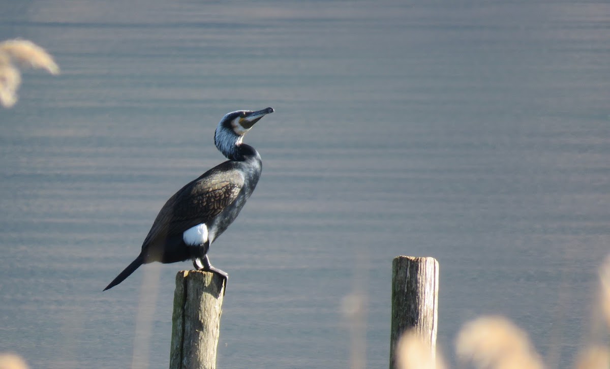 Great Cormorant