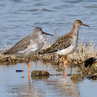 Redshank; Archibebe Común