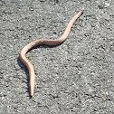 Redbelly Snake