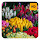 Tulips Wallpaper HD New Tab Theme©
