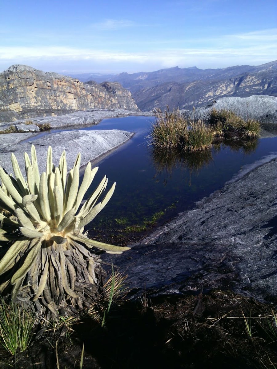 Frailejón