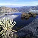 Frailejón