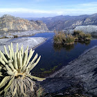 Frailejón