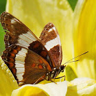 White admiral