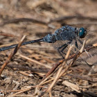 Long Skimmer