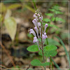 Scutellaria indica 韓信草