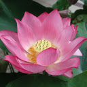 Lotus Flower - New Tab in HD