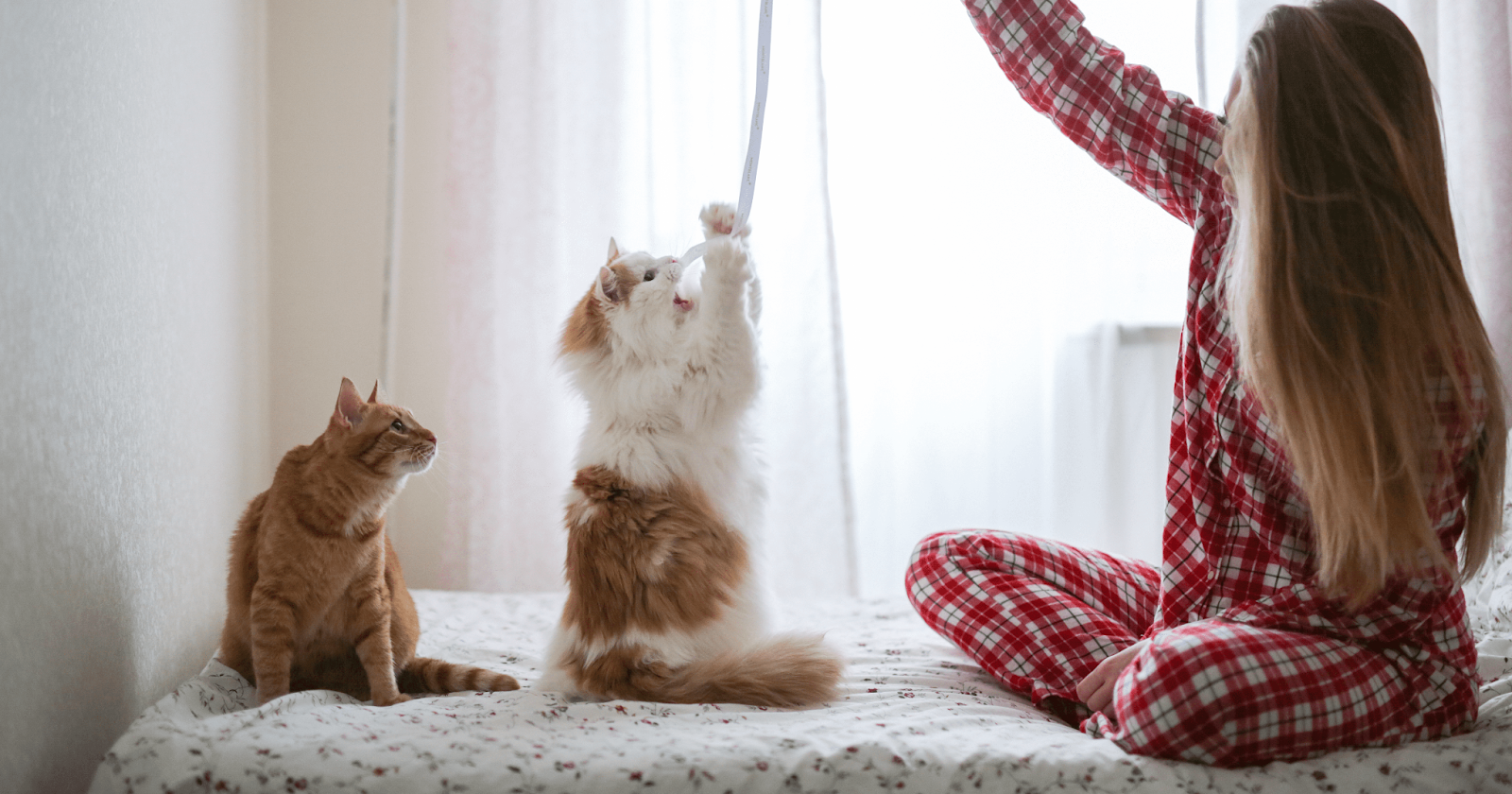 Tjej leker med sina två katter på sängen