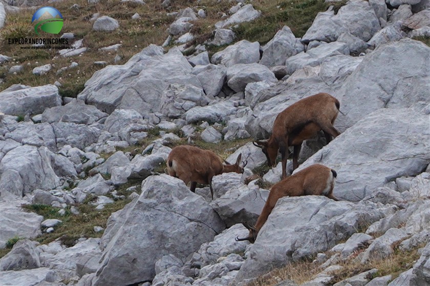 REFUGIO JOU DE CABRONES con NIÑOS PICOS DE EUROPA