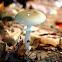 Old Potato Amanita