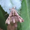 Faint-Spotted Palthis moth