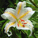 Golden-Rayed Lily