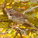 Song Sparrow