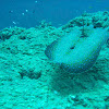 Peacock flounder