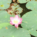 lotus