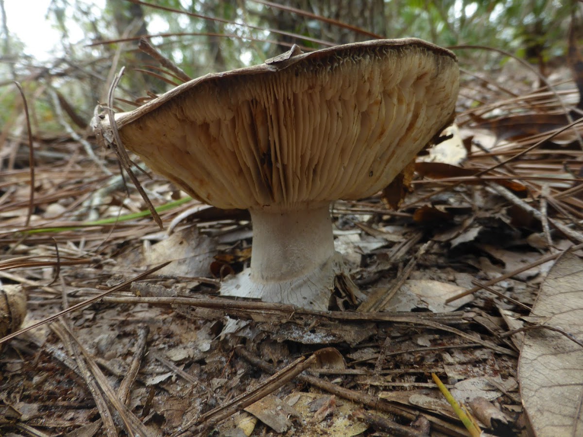 Tricholoma caligatum