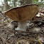 Tricholoma caligatum