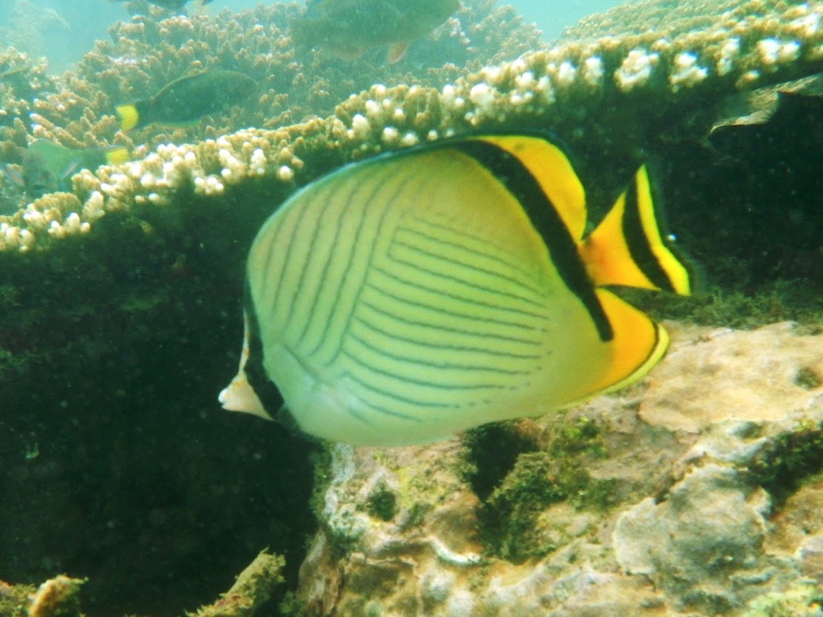 Vagabond Butterflyfish