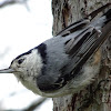 White-breasted Nuthatch