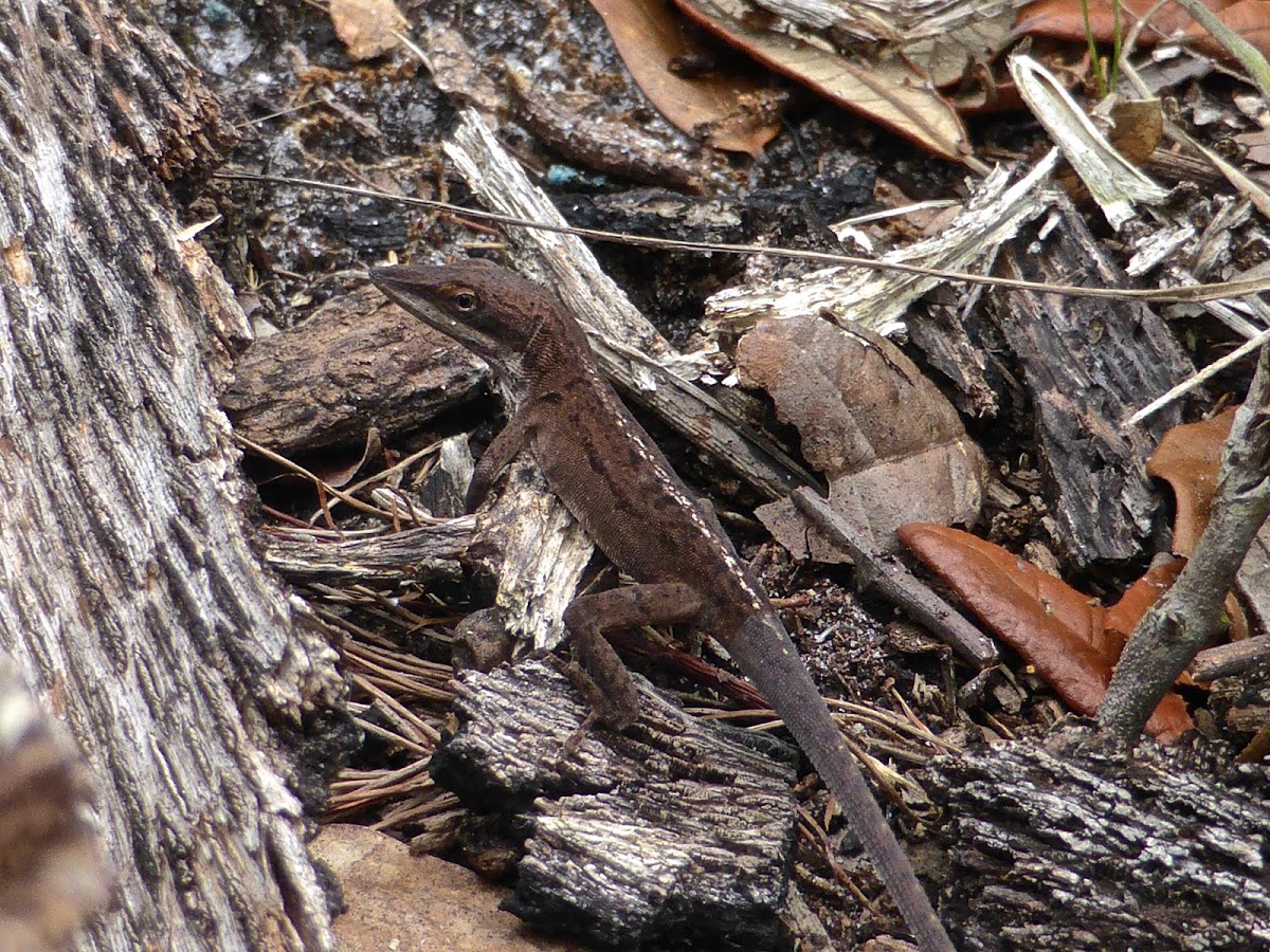 Carolina Anole