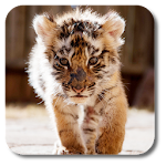 Cover Image of Download Little Tiger Live Wallpaper 1.0.0 APK