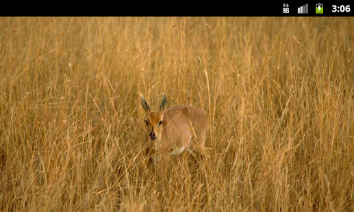 Antelopes - Live Wallpaper Screenshots 1