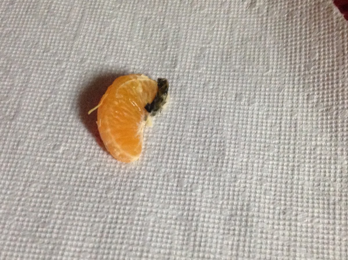 Tangerine ( Fruit) ( With Some Type Of Rot )