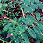 Spiked Goat's Rue