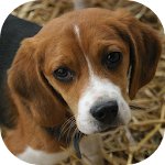 Cover Image of Download Dog Sounds 1.0 APK