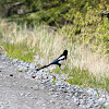 Black-billed Magpie