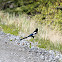 Black-billed Magpie