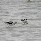 American Avocet