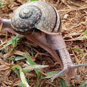 Land Snail