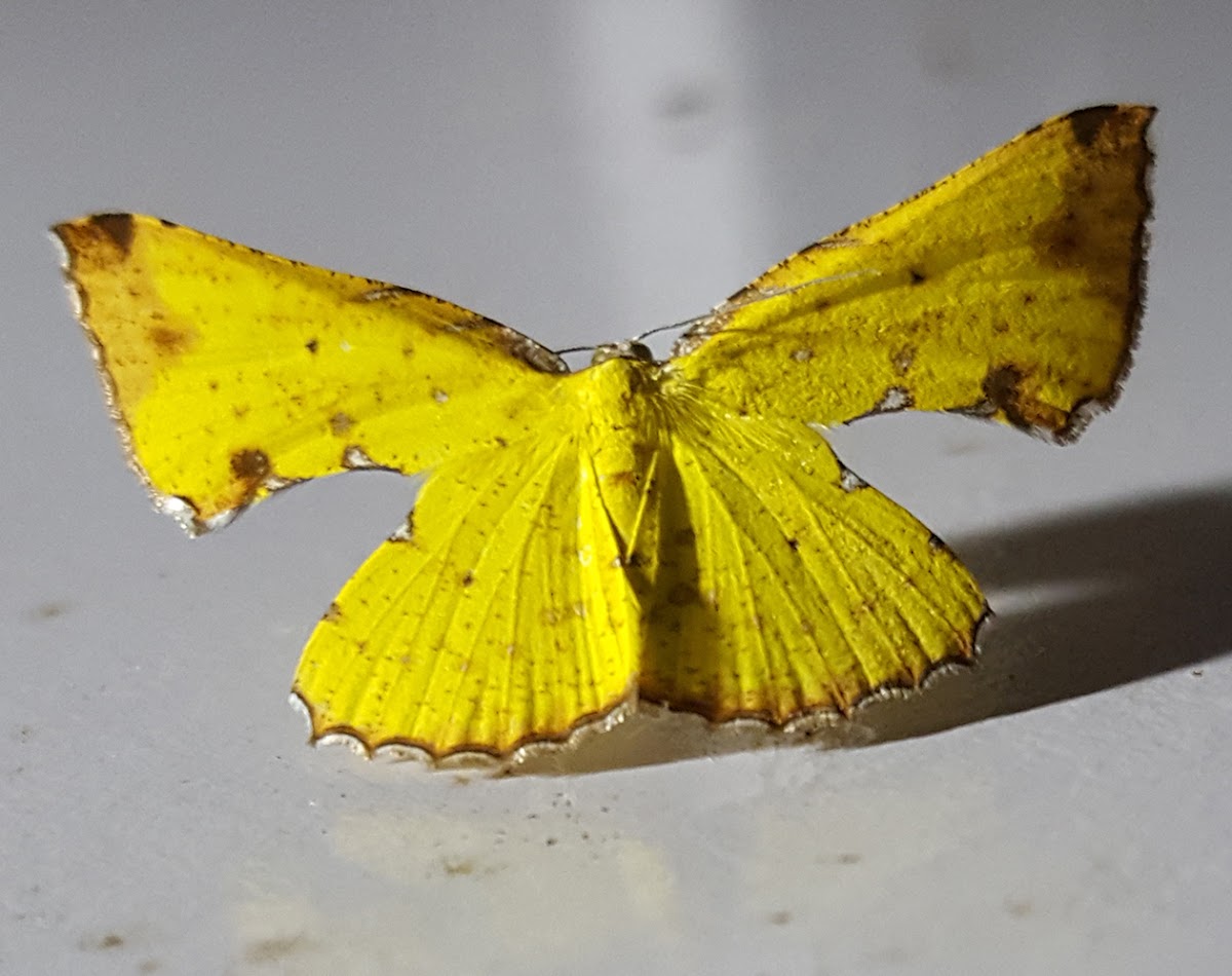 Yellow Green Broken-Leaf Moth Female