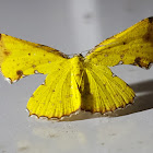 Yellow Green Broken-Leaf Moth Female