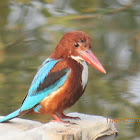 White-throated Kingfisher