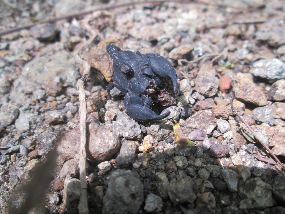 Asian Bush Scorpion