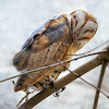 Barn Owl