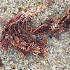 Red alga