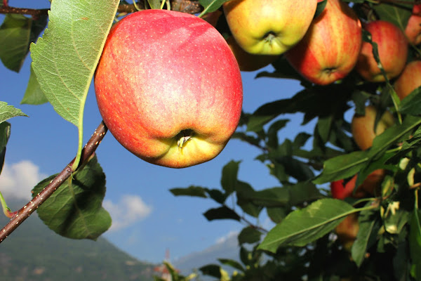 mele di valtellina di gfg