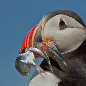 Seafood Platter Delivery by Herb Houghton - Animals Birds
